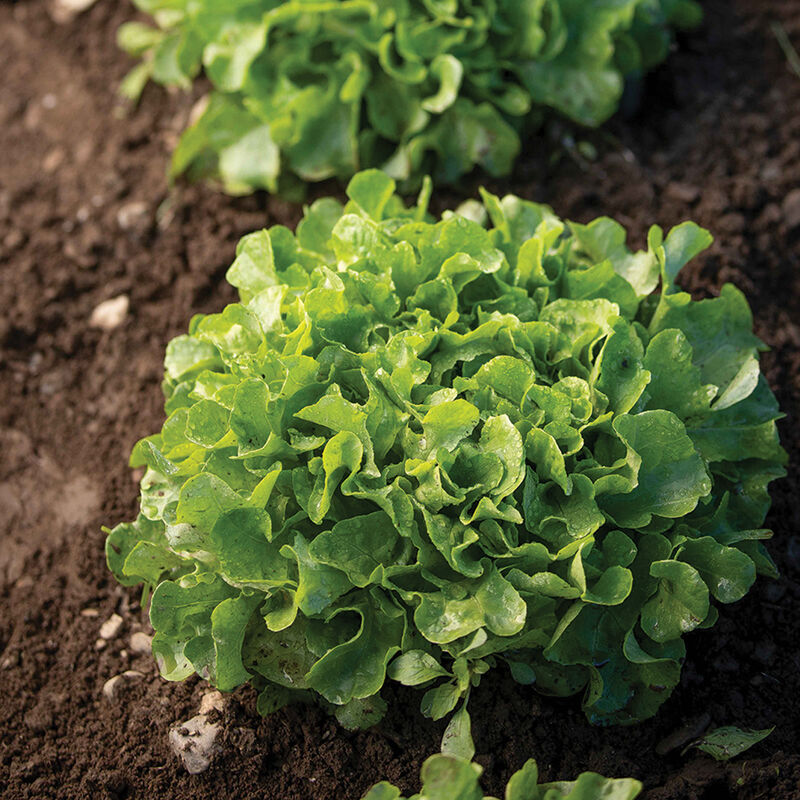 Green Oakleaf Lettuce