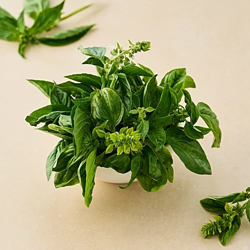 Italian Basil