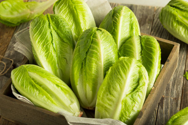 Romaine Lettuce